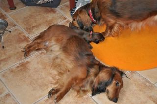 jamniki d�ugow�ose